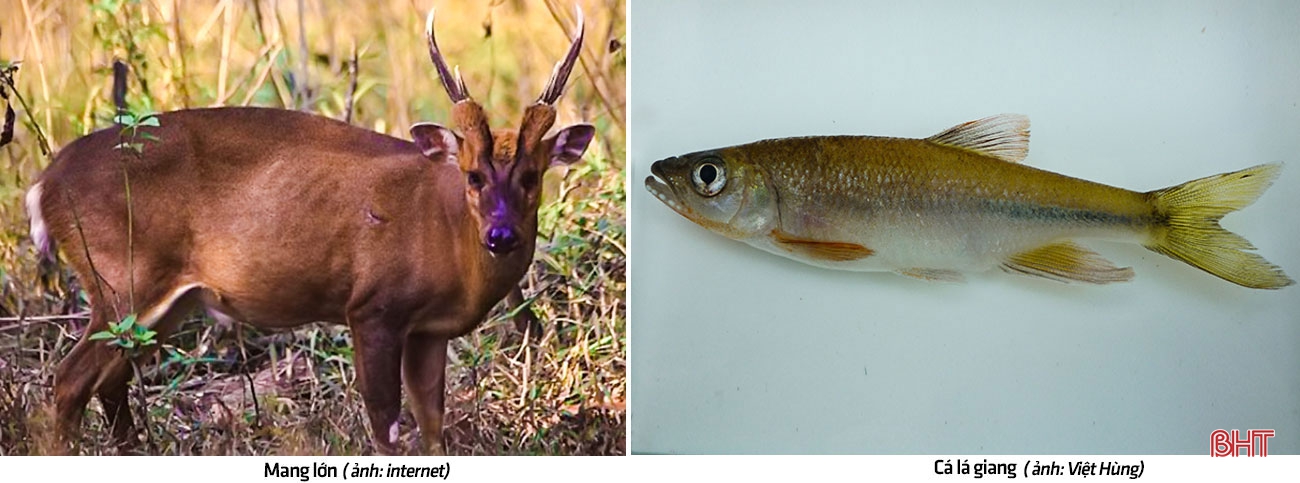 Vườn quốc gia Vũ Quang - "mỏ loài mới" tại Việt Nam, trung tâm đa dạng sinh học của Châu Á ảnh 5 Vườn quốc gia Vũ Quang - “mỏ loài mới” tại Việt Nam, trung tâm đa dạng sinh học của Châu Á