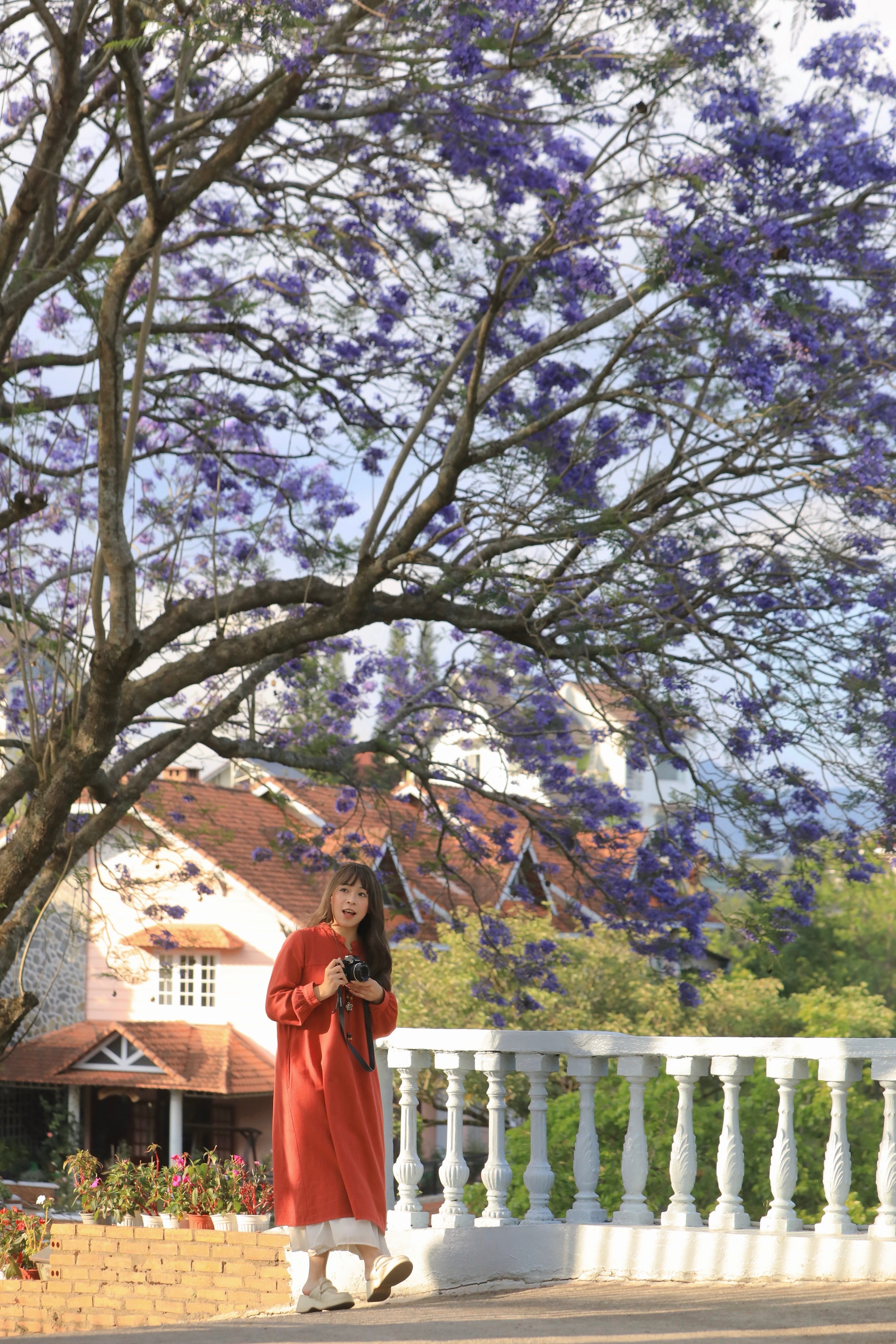 Điểm nhấn của cây tại Xô Viết Nghệ Tĩnh nằm ở khung cảnh đậm chất Đà Lạt phía sau. Nguyễn Thị Hồng Tâm (ngụ Đà Lạt) cho biết nhà của cô Ngọc là một ngôi nhà Đà Lạt kiểu xưa đúng nghĩa, trong đó đặc điểm chính là phần ngói nhô cao, tường sáng màu tương tự kiến trúc Pháp, mang đậm dấu ấn của những năm đầu thế kỷ 20. Bên cạnh đó, con dốc thoai thoải cũng là yếu tố giúp du khách có thể chụp ảnh cận với hoa. Ảnh: Hồng Tâm.