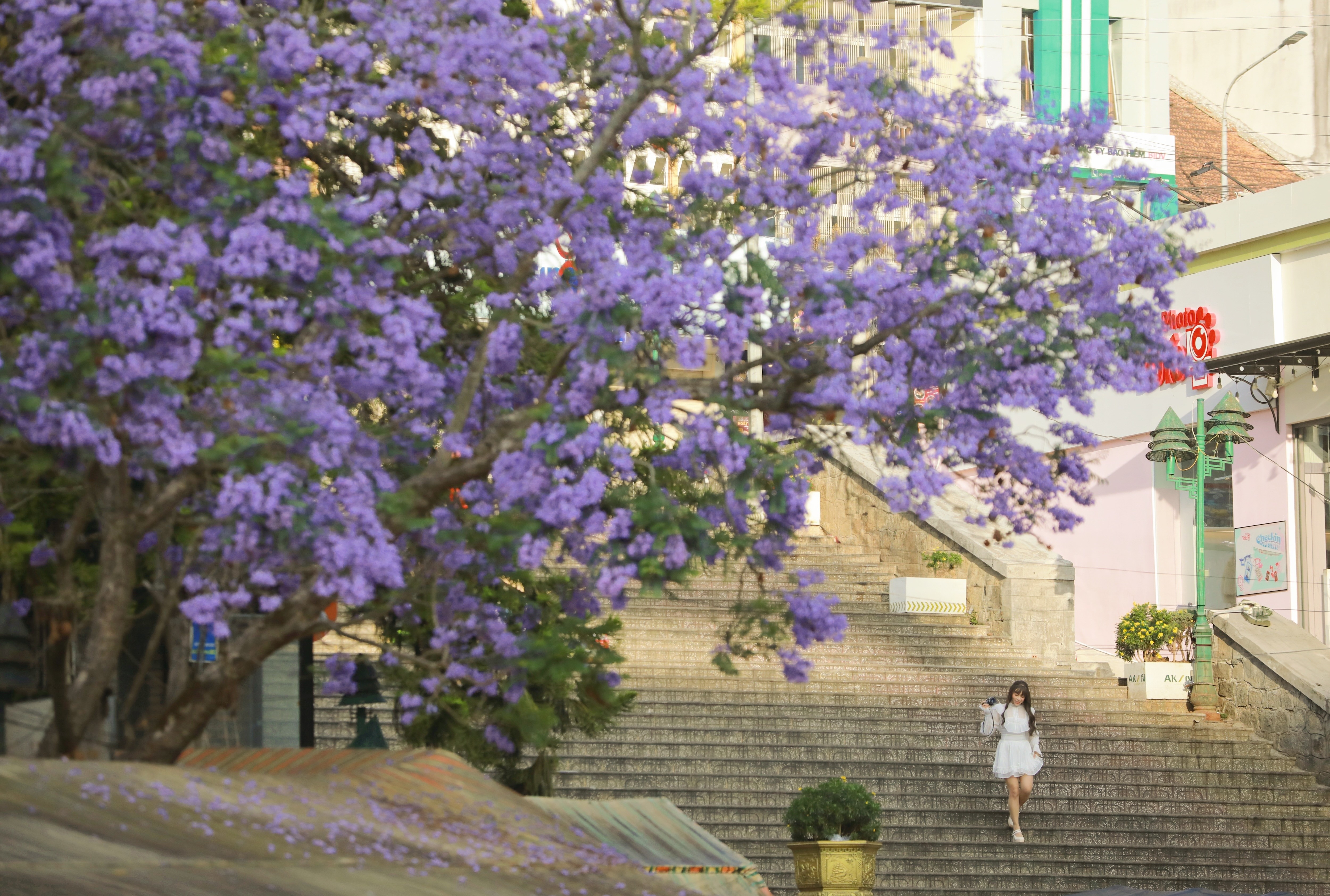 Nhiếp ảnh gia địa phương Sam Sam cho biết hiện tại rất ít du khách hoặc thợ chụp ảnh có thể tác nghiệp tại khu vực này. Nhờ sức nổi tiếng của cây, nhiều du khách đã kéo đến địa danh này để chụp ảnh, song đều bị bảo vệ từ chối với lý do đảm bảo sự yên tĩnh cho các em học sinh tại trường. "Tôi phải dậy từ sớm, khoảng 6h sáng, mới có thể xin vào chụp một ít tấm lúc trường vắng người", Sam nói với Tri Thức - Znews. Ảnh: Hồng Tâm.