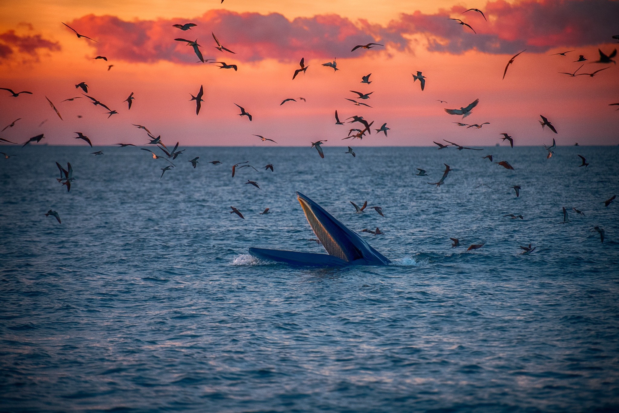 "Tôi vừa đặt chân đến đây thì nghe tin cá ông vào bờ nên vội lên đò nhỏ di chuyển ra biển, lúc ấy khoảng 5h20", anh kể. Theo anh Đến, sáng nay có 2 con cá voi xuất hiện cách bờ khoảng 1 km, bơi lượn săn mồi suốt gần 2 tiếng đồng hồ.