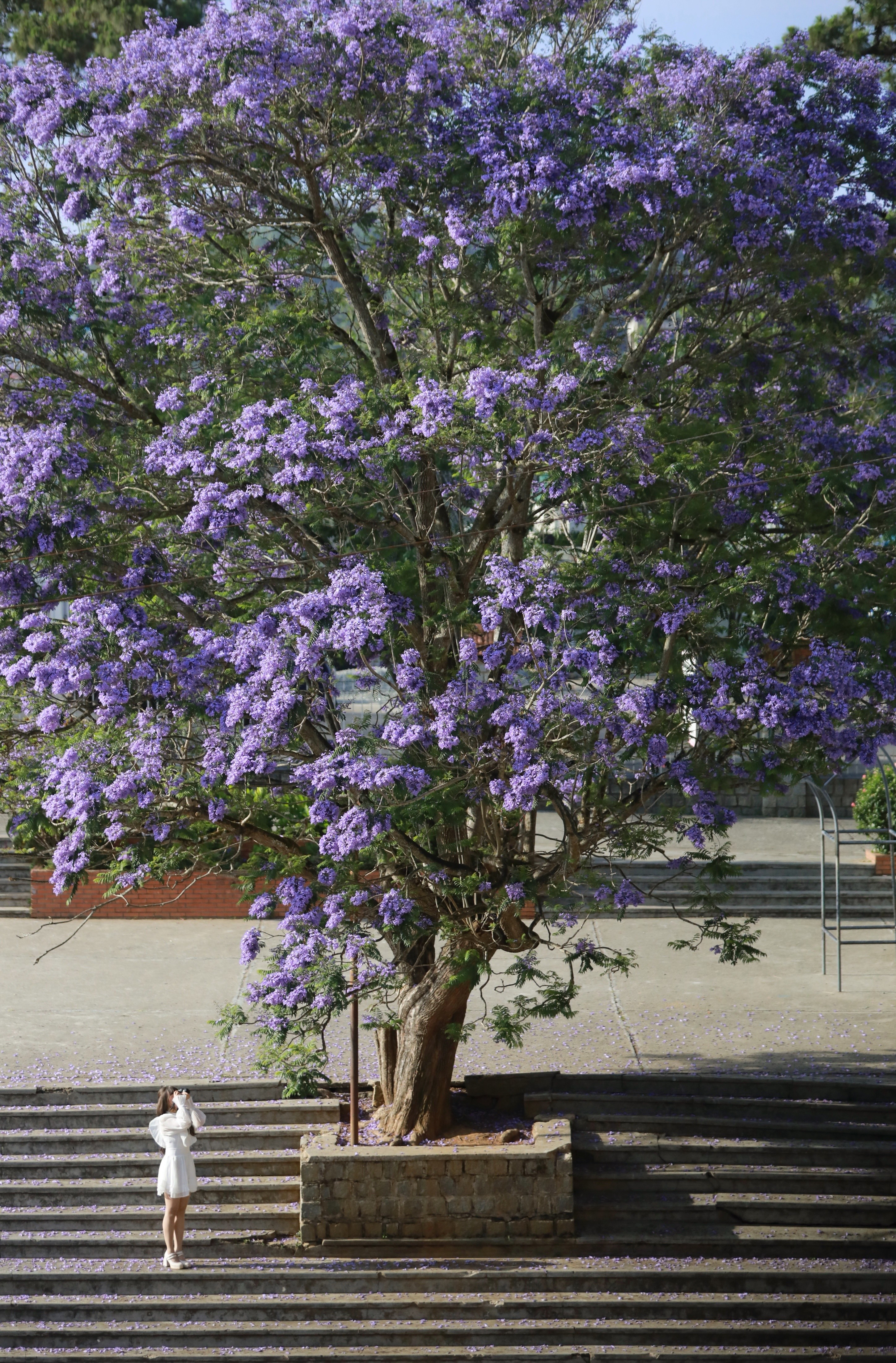 Không có con gốc thoai thoải như cây ở đường Xô Viết Nghệ Tĩnh, phượng tím tại Hermann Gmeiner lại "ăn tiền" ở hàng bậc thang tại sân trường, tạo cho du khách cảm giác quay về tuổi học trò, nhớ lại những năm tháng đầy kỷ niệm, hồn nhiên và mơ mộng. Ảnh: Hồng Tâm.