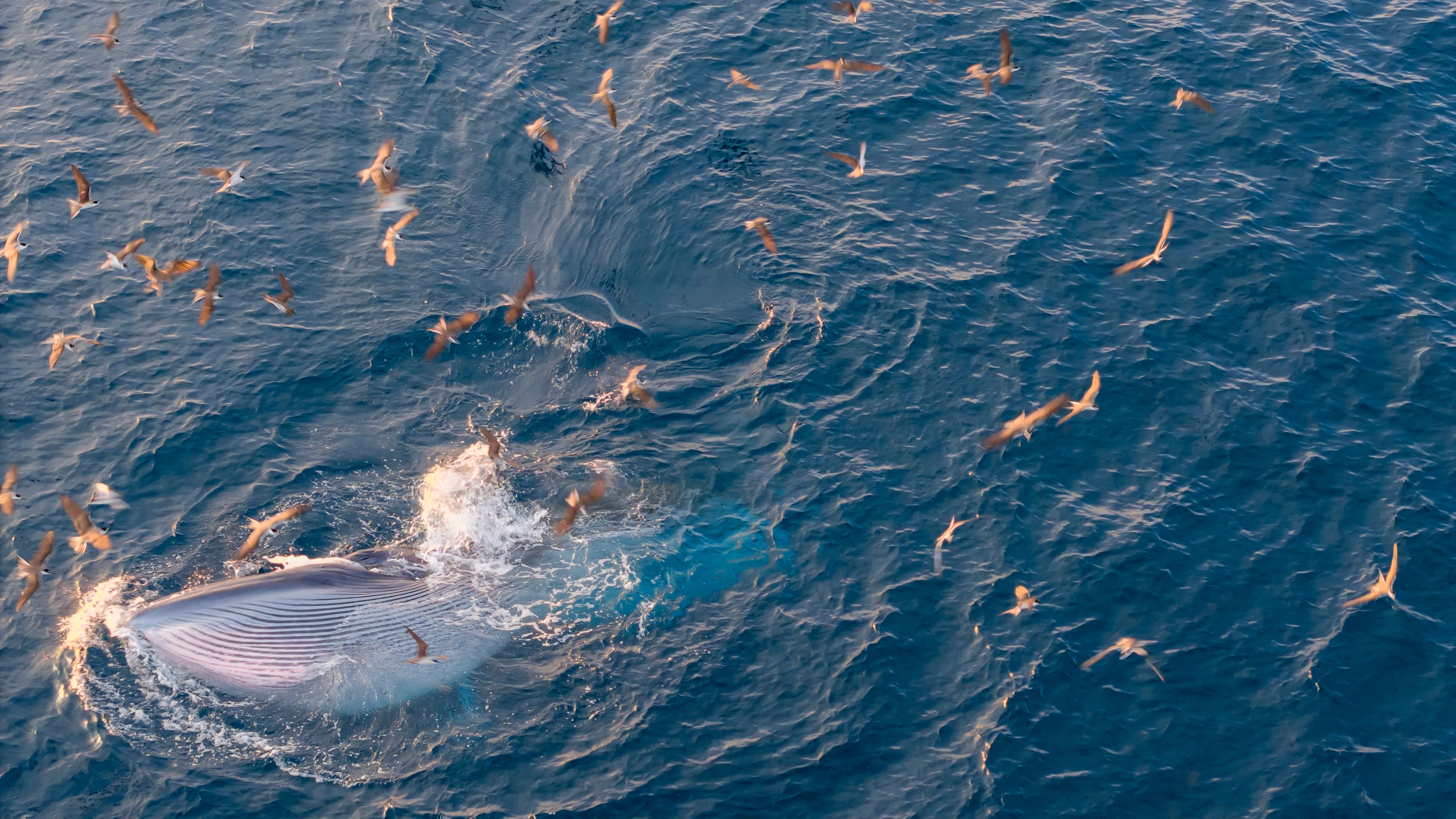 Với ống kính tiêu cự 300 mm kết hợp flycam, NAG Mai Anh Đến nhanh chóng bắt trọn khoảnh khắc cá voi quẫy nước, vọt lên không trung khi săn mồi. Theo Trung tâm Bảo tồn Đa dạng sinh học và Loài nguy cấp (CBES), những cá voi xuất hiện gần bờ trong ba năm trở lại đây thuộc loài Balaenoptera edeni, thường được biết đến với tên gọi cá voi Bryde.