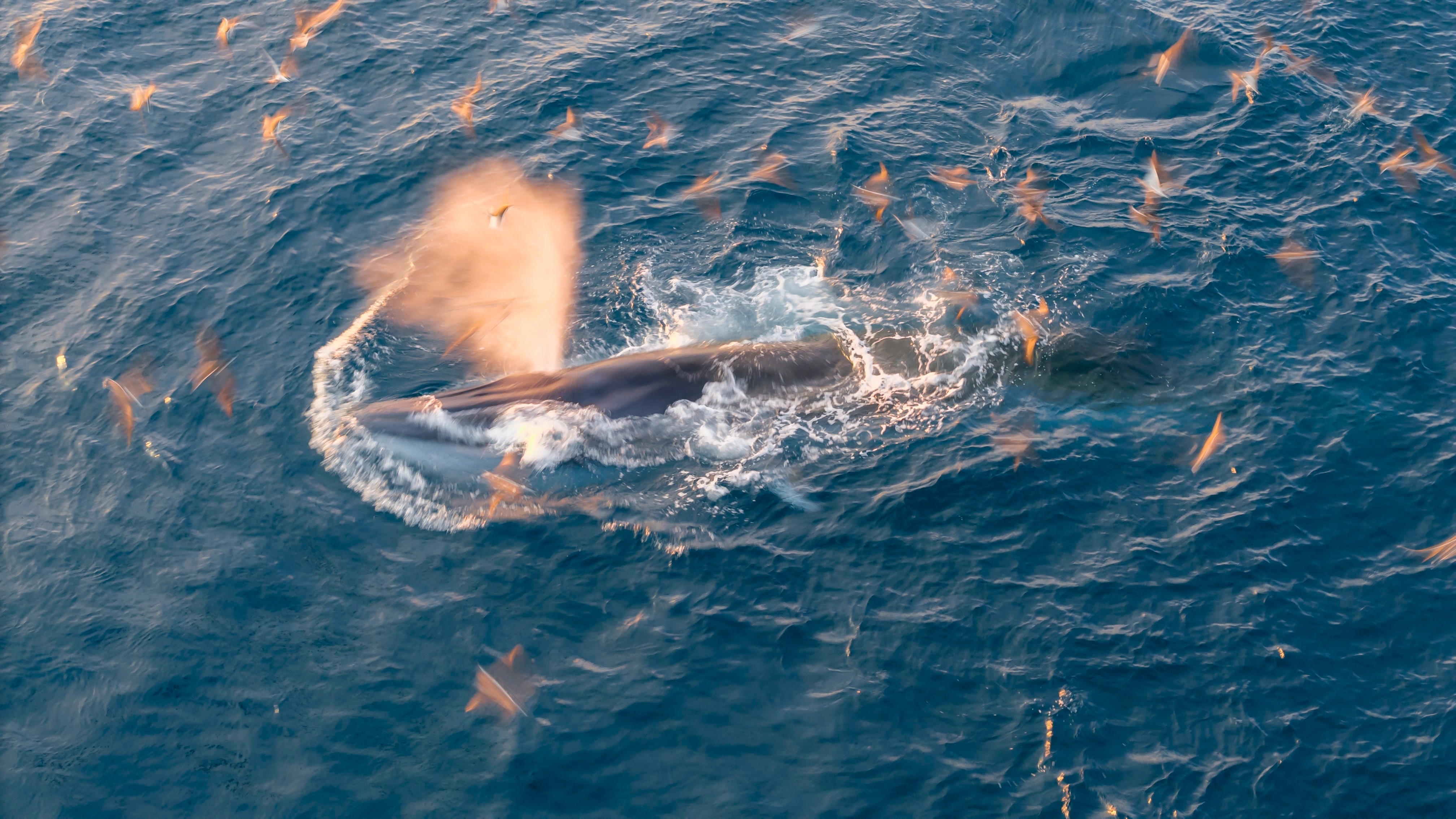 Những ngày gần đây, vùng biển tỉnh Gia Lai liên tục ghi nhận sự xuất hiện của cá voi lớn bơi gần bờ, ở khu vực biển Hòn Khô, Vũng Bồi, Đề Gi. Người dân địa phương cho biết đây là lần cá voi nán lại lâu nhất, kéo dài đến khoảng 7h15 sáng.