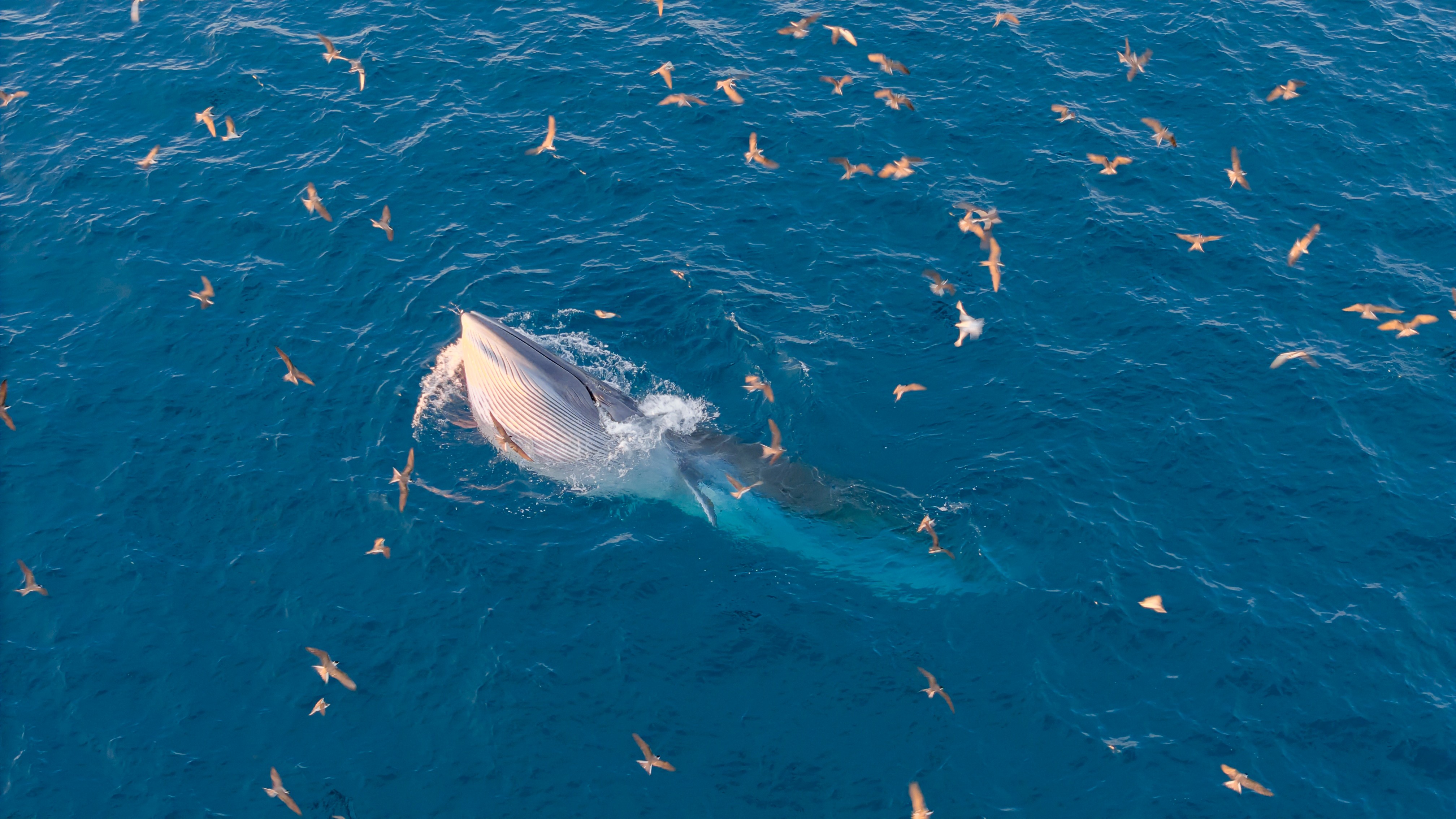 Từ tháng 4 đến tháng 7, cá voi thường xuất hiện ở vùng biển Gia Lai mang theo những màn săn mồi ngoạn mục.