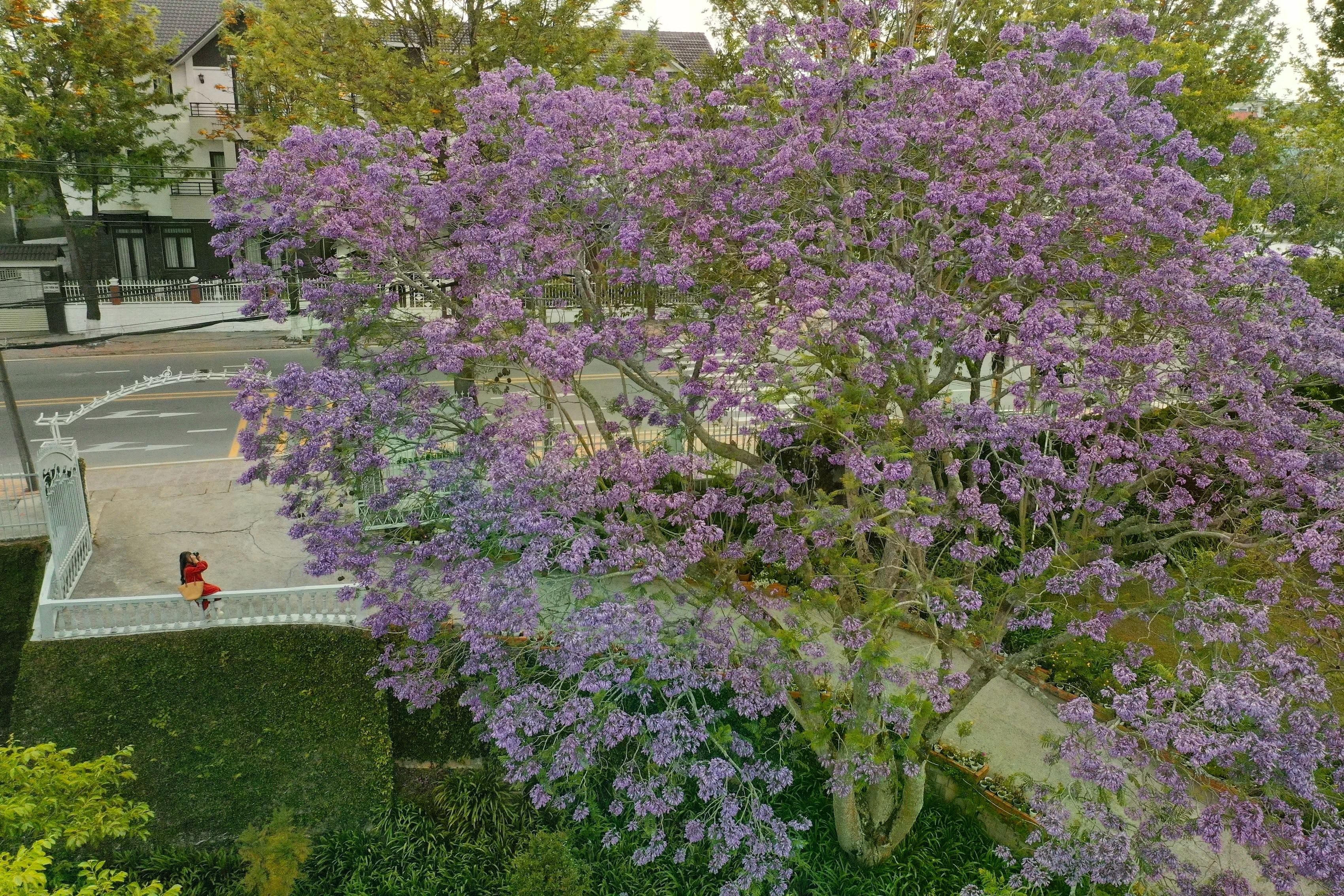 Phượng tím là loài cây thân gỗ lớn, tán rộng, lá phức. Cô Ngọc, chủ nhà, cho biết chính cô là người trồng cây này vào năm 1983. "Lúc tôi mới trồng, cây chỉ nhỏ bằng cổ tay. Trải qua 42 năm săn sóc, cây giờ đây đã trường thành và đạt độ đẹp vừa ý. Khuôn viên nhà tôi còn có hoa anh đào, đến mùa nở hoa cũng nhiều khách đến chụp. Tôi khá kỹ tính nhưng vẫn chào đón bạn bè gần xa đến chụp ảnh, miễn là họ giữ gìn vệ sinh chung", cô Ngọc nói. Ảnh: Hồng Tâm.