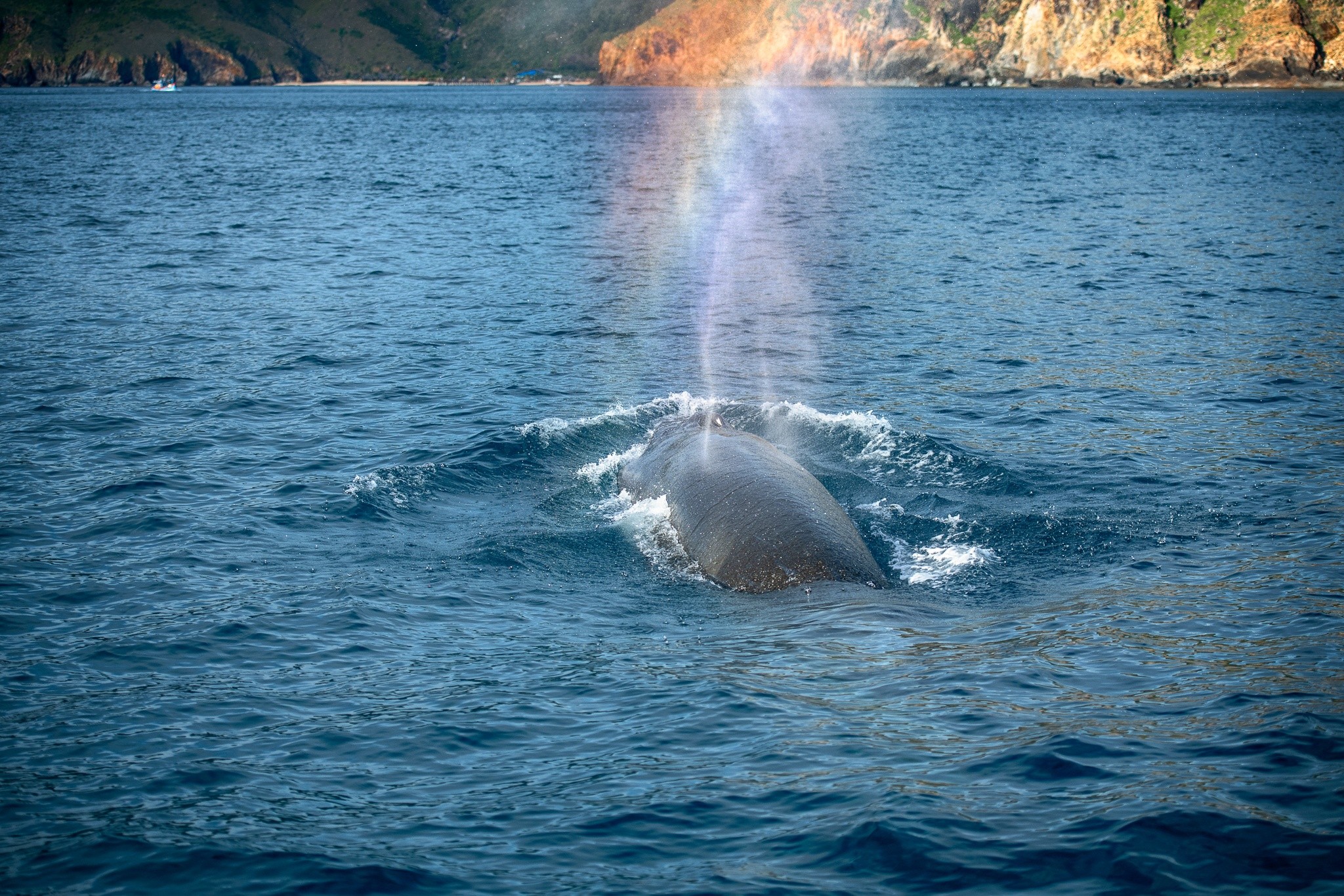 Cá voi Bryde ưa thích săn mồi một mình hoặc theo nhóm nhỏ trong gia đình. Mỗi cú đớp mồi khiến tia nước tung lên, ánh nắng xuyên qua tạo thành dải cầu vồng kỳ ảo.