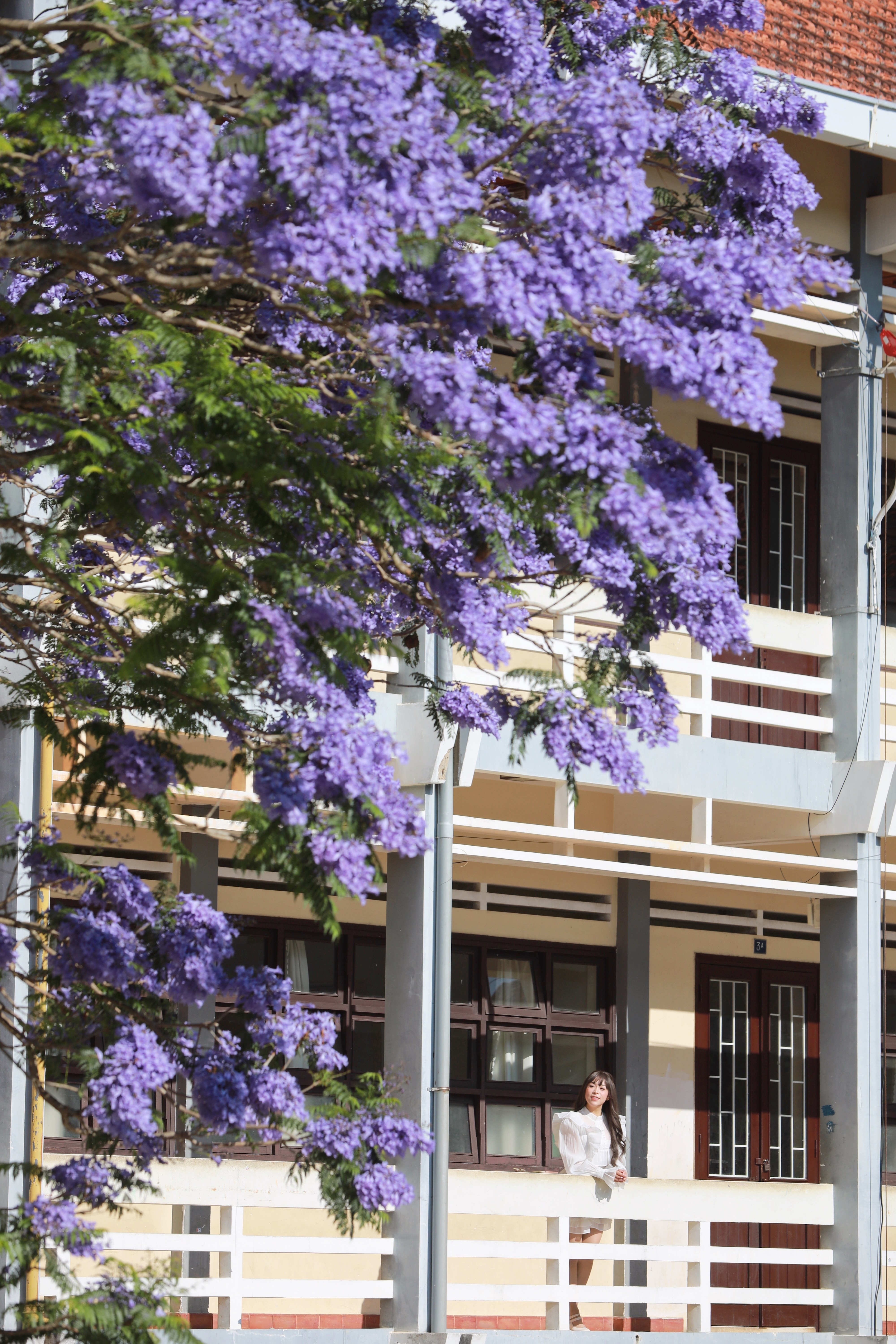 Để không làm ảnh hưởng đến công tác giảng dạy của nhà trường, du khách có nhu cầu chụp với cây có thể đến sớm hoặc chiều muộn, lúc hoạt động dạy và học kết thúc. Ảnh: Hồng Tâm.