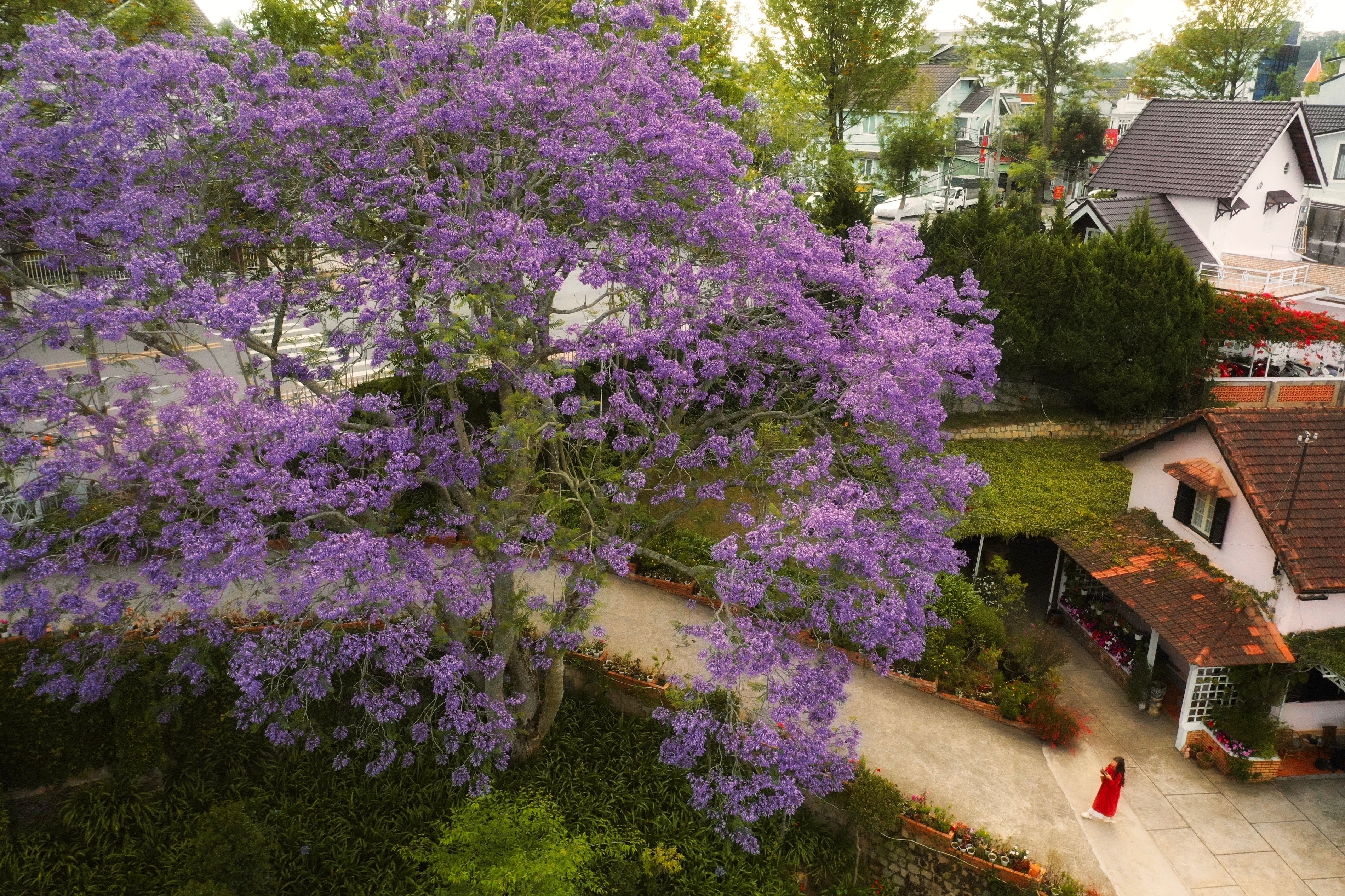 Đà Lạt (Lâm Đồng) tiếp tục được du khách quan tâm khi nhiều cây phượng tím thay nhau bung nở trên địa bàn, tạo nên khung cảnh lãng mạn hiếm có. Một trong số địa điểm chụp được quan tâm nhiều bậc nhất là cây tại số 260 đường Xô Viết Nghệ Tĩnh. Ảnh: Hồng Tâm.