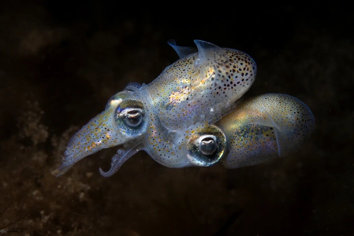 Bức ảnh ghi lại khoảnh khắc hai con mực ống đuôi cụt giao phối dưới đáy biển ngoài khơi Vương quốc Anh, giúp Aaron Sanders giành giải Nhiếp ảnh gia Đại dương Trẻ của năm. Ảnh: Aaron Sanders.