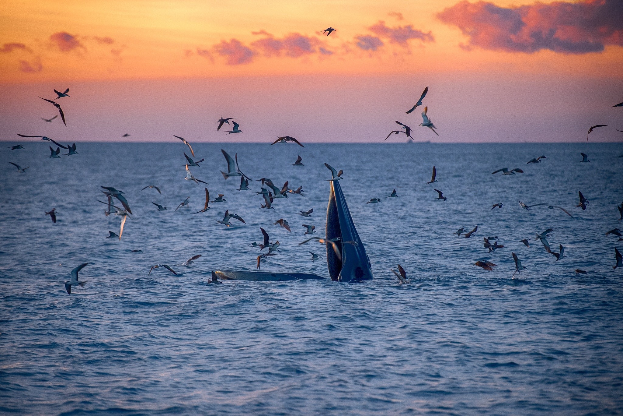 Ánh bình minh đỏ hồng rực rỡ phía chân trời, phản chiếu lên làn nước trong xanh khiến khung cảnh trở nên lãng mạn. Chú cá voi há miệng thật lớn nuốt trọn cả một lượng lớn nước biển cùng với đàn cá tạo thành một bức tranh sống động.