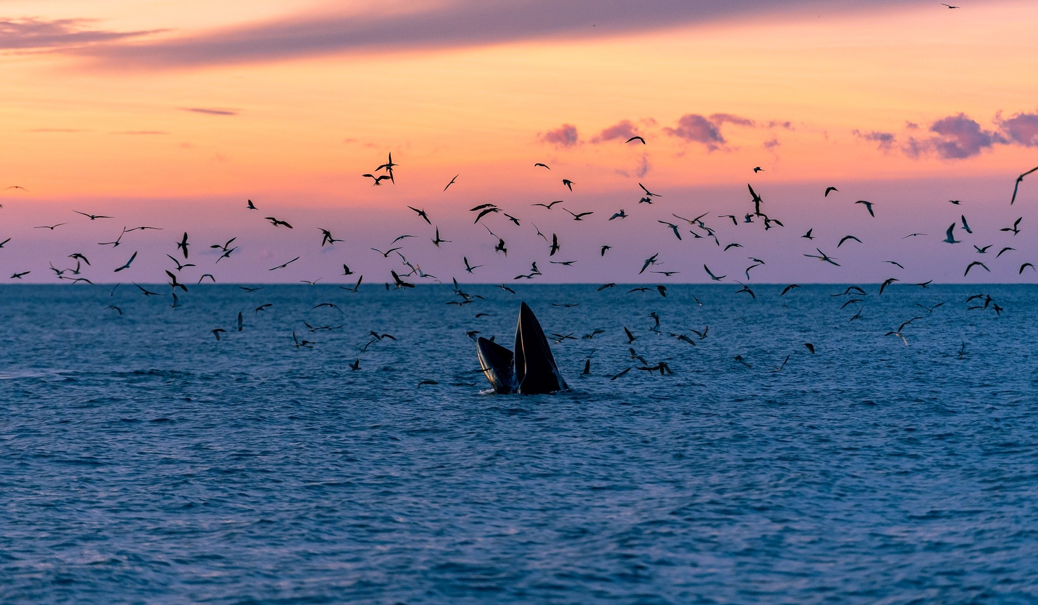 Sau chuyến đi săn ảnh cá voi tại vùng biển Đề Gi, nhiếp ảnh gia (NAG) Mai Anh Đến tiếp tục hành trình đến bãi Nồm, thuộc phường Quy Nhơn Đông, tỉnh Gia Lai (khu vực Bình Định cũ), nơi người dân địa phương báo tin cá voi thường xuất hiện. Có mặt tại đây vào sáng 4/7, anh đã có những phút giây "săn" ảnh đẹp đến "nghẹt thở" cùng 2 chú cá voi.