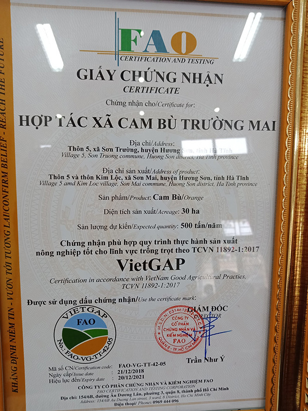 Cam bù Hương Sơn đạt tiêu chuẩn VietGap