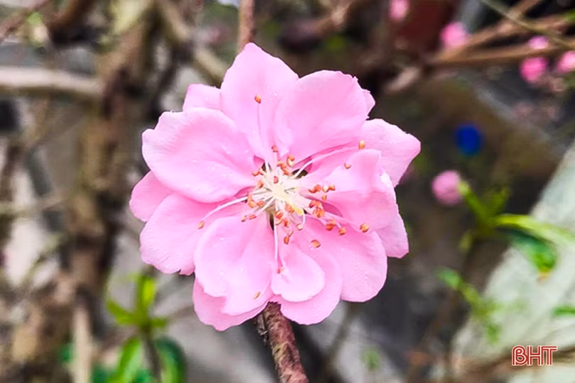 Hoa, cây cảnh chưng Tết “đổ bộ” thị trường Hà Tĩnh