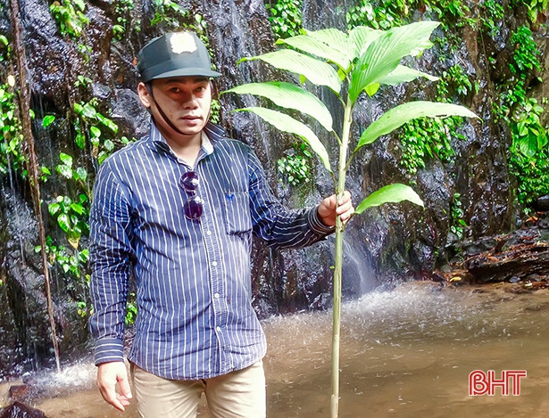 Công bố phát hiện loài gừng mới tại Vườn quốc gia Vũ Quang