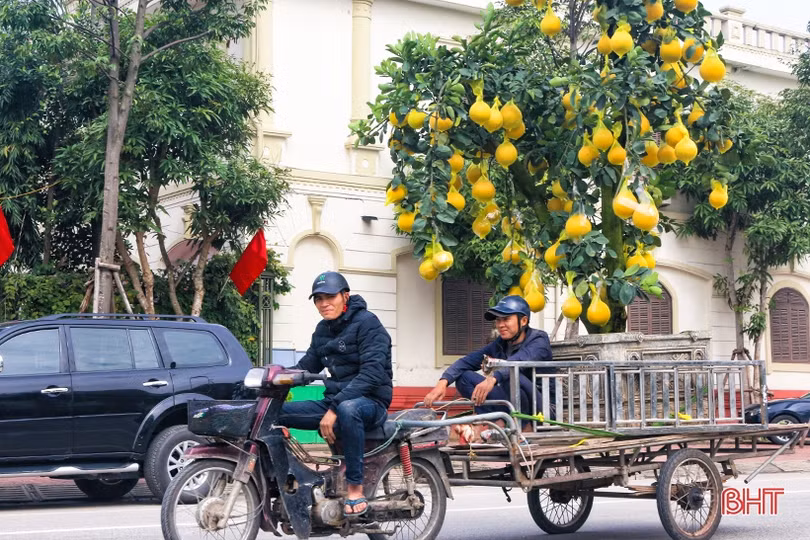 Hoa, cây cảnh chưng Tết “đổ bộ” thị trường Hà Tĩnh