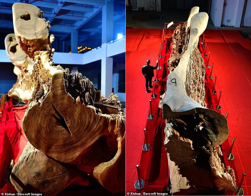 Mãn nhãn với tác phẩm điêu khắc gỗ khổng lồ trên thân cây 1.000 năm tuổi