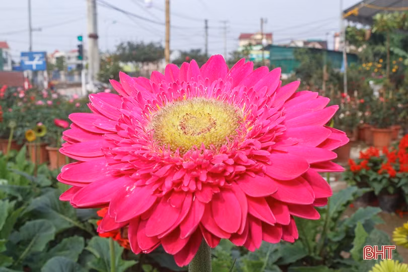 Hoa, cây cảnh chưng Tết “đổ bộ” thị trường Hà Tĩnh