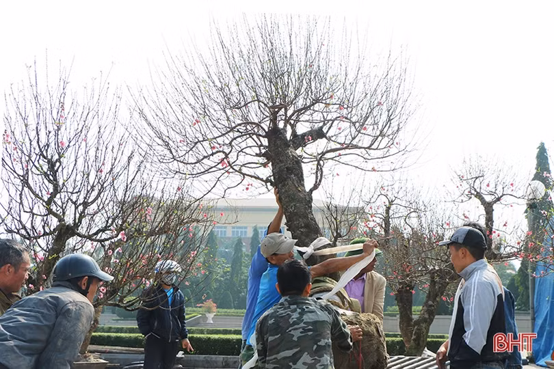 Đào cổ thụ, bưởi “khủng” về Hà Tĩnh chờ “đại gia”