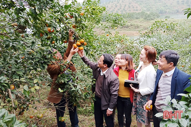 Cam bù Hương Sơn đạt tiêu chuẩn VietGap