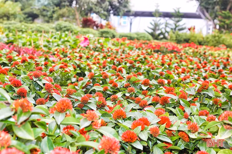 Hoa, cây cảnh chưng Tết “đổ bộ” thị trường Hà Tĩnh