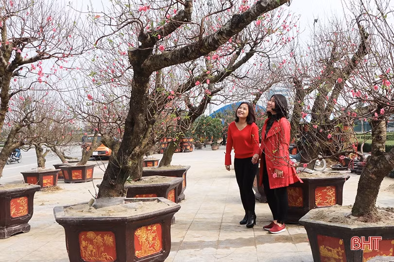 Đào cổ thụ, bưởi “khủng” về Hà Tĩnh chờ “đại gia”