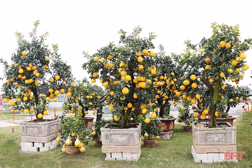 Đào cổ thụ, bưởi “khủng” về Hà Tĩnh chờ “đại gia”