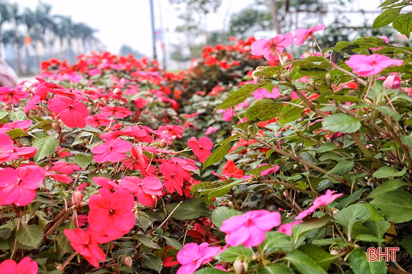 Hoa, cây cảnh chưng Tết “đổ bộ” thị trường Hà Tĩnh