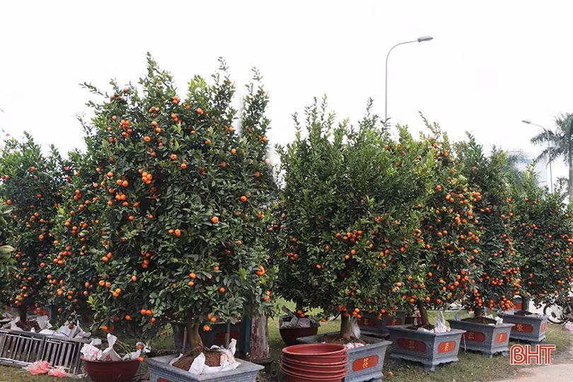 Đào cổ thụ, bưởi “khủng” về Hà Tĩnh chờ “đại gia”