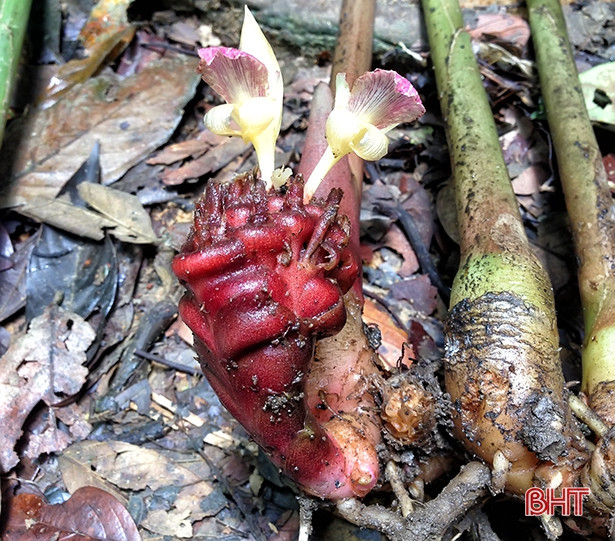 Công bố phát hiện loài gừng mới tại Vườn quốc gia Vũ Quang