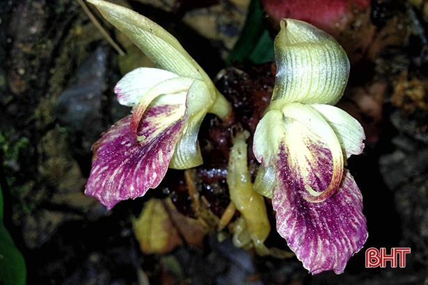 Công bố phát hiện loài gừng mới tại Vườn quốc gia Vũ Quang