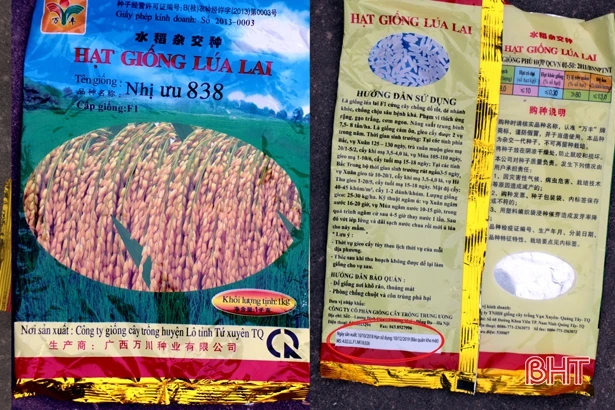 6 mẫu giống Nhị ưu 838 cung ứng ở Hà Tĩnh phù hợp quy chuẩn kỹ thuật