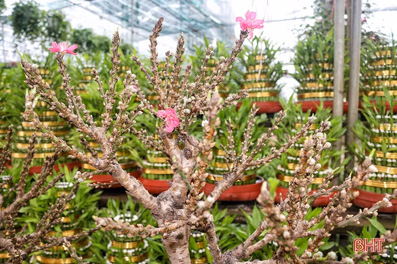 Hoa, cây cảnh chưng Tết “đổ bộ” thị trường Hà Tĩnh