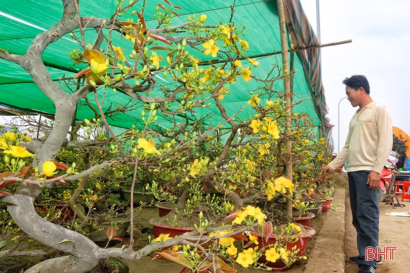Hoa, cây cảnh chưng Tết “đổ bộ” thị trường Hà Tĩnh