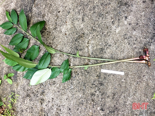 Công bố phát hiện loài gừng mới tại Vườn quốc gia Vũ Quang