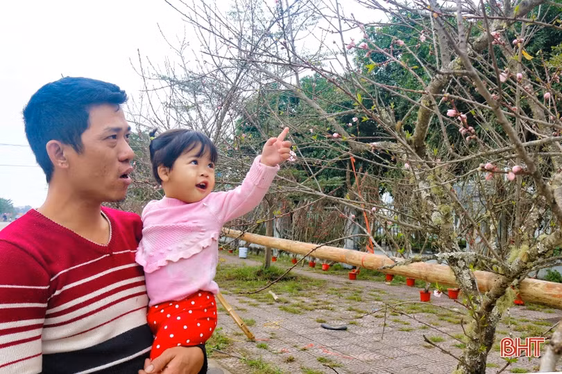 Hoa, cây cảnh chưng Tết “đổ bộ” thị trường Hà Tĩnh