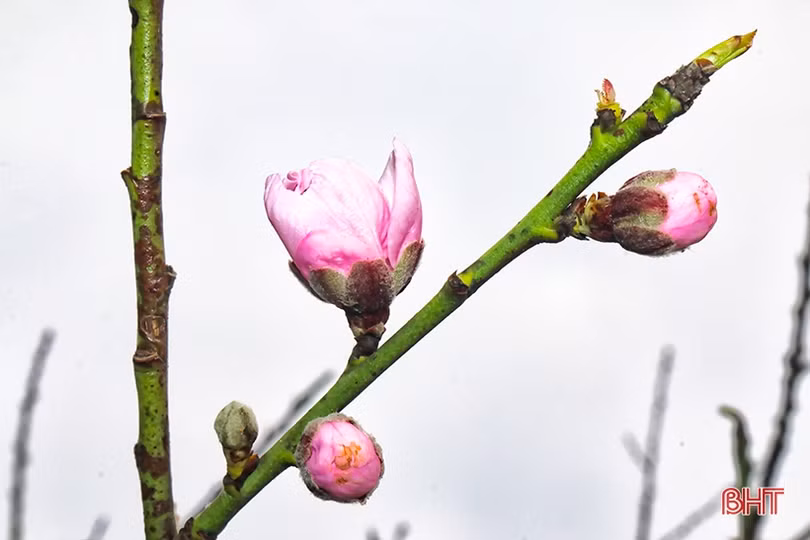 Hoa, cây cảnh chưng Tết “đổ bộ” thị trường Hà Tĩnh