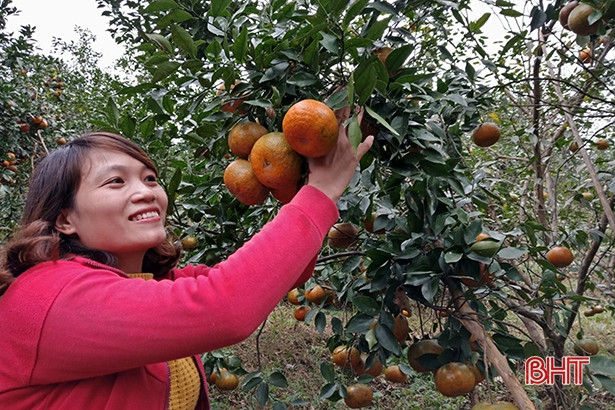 Cam bù Hương Sơn đạt tiêu chuẩn VietGap