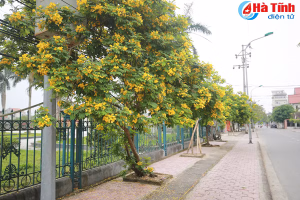 ruc sac hoa diep vang giua long tp ha tinh