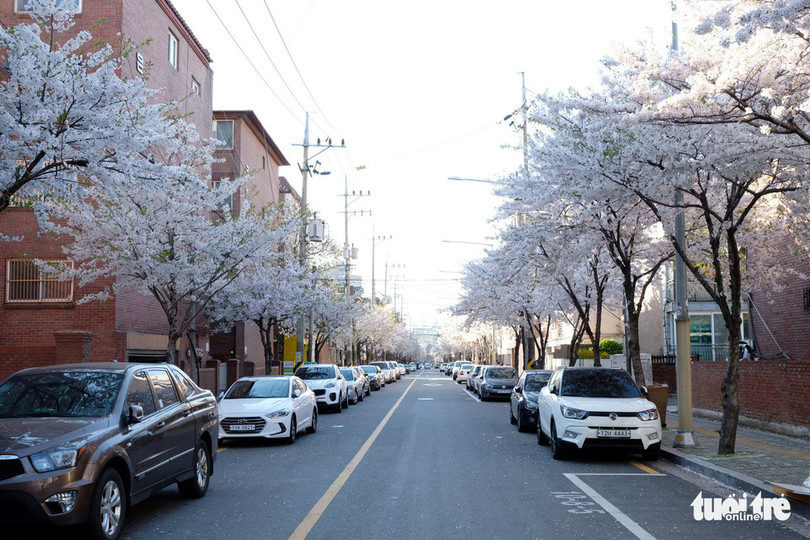 Hoa anh đào nở rợp trời hút hồn giới trẻ Seoul ảnh 13 hoa anh dao no rop troi hut hon gioi tre seoul