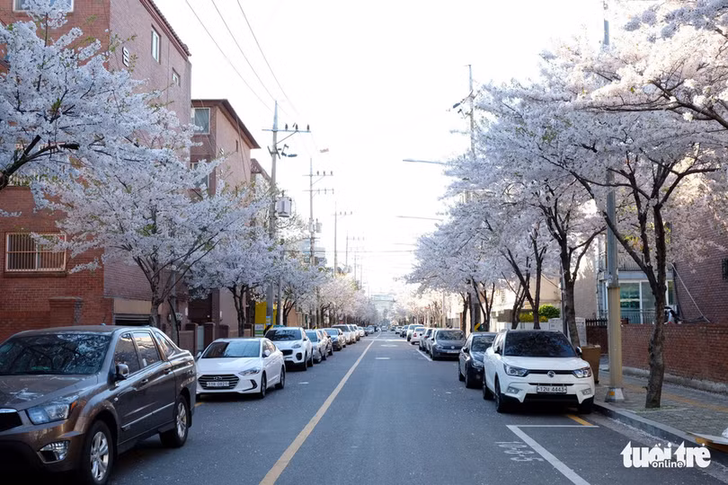 hoa anh dao no rop troi hut hon gioi tre seoul