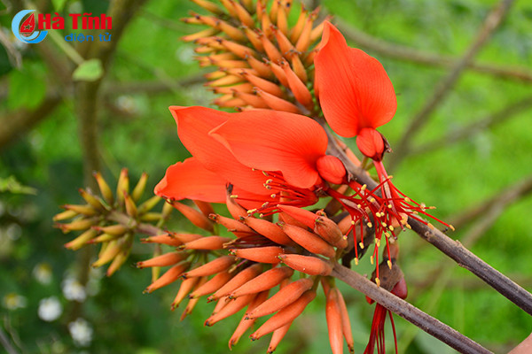 hoa vong nem thap lua dau he o ha tinh