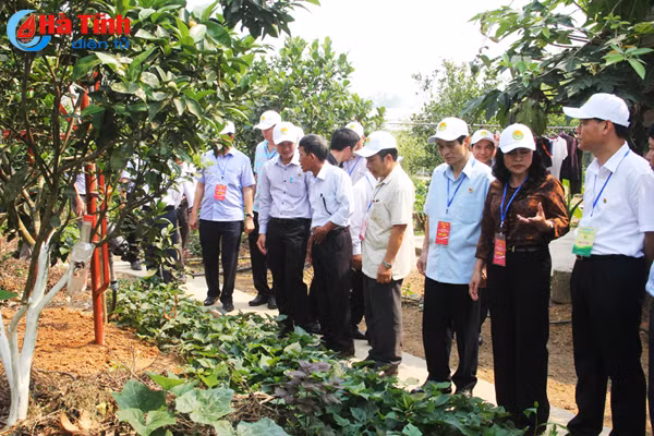 dai bieu ca nuoc an tuong voi nhung kdc kieu mau vuon mau ha tinh