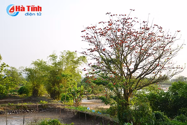 hoa vong nem thap lua dau he o ha tinh