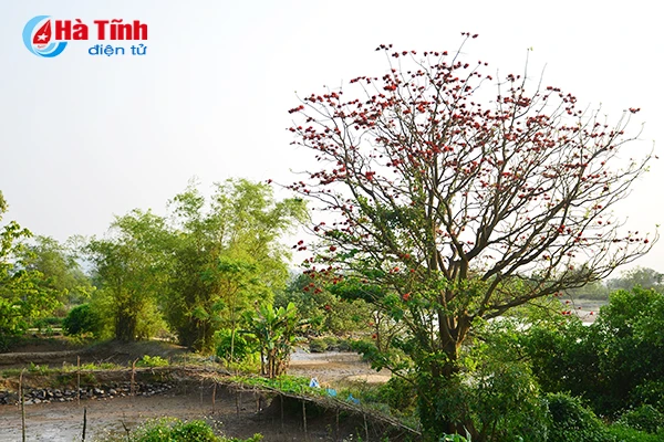 hoa vong nem thap lua dau he o ha tinh