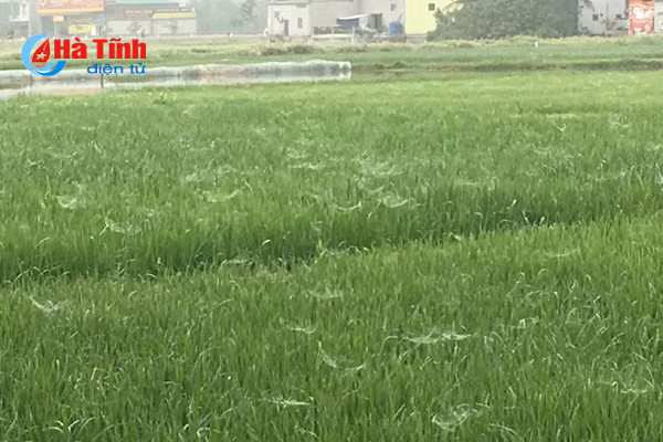 giong lua vtna2 vtna6 moi lua benh dao on co bong