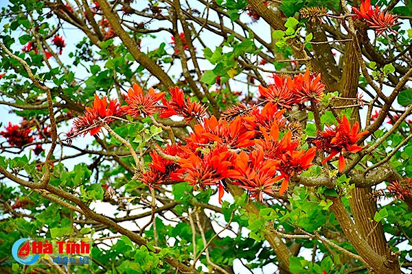 hoa vong nem thap lua dau he o ha tinh