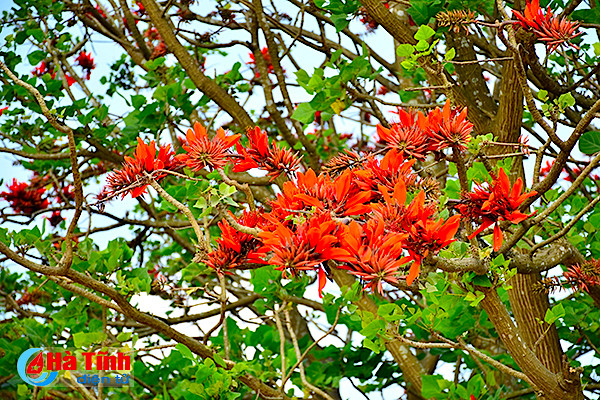 hoa vong nem thap lua dau he o ha tinh