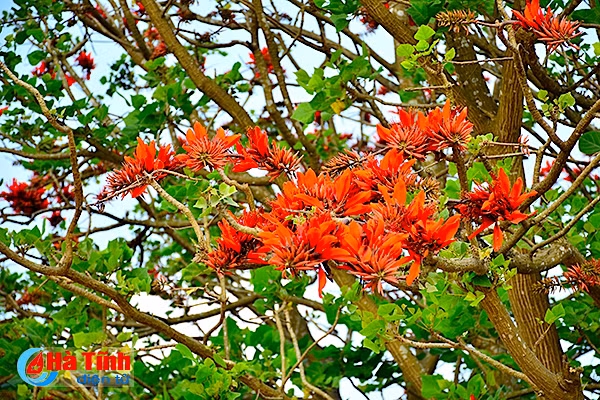 hoa vong nem thap lua dau he o ha tinh