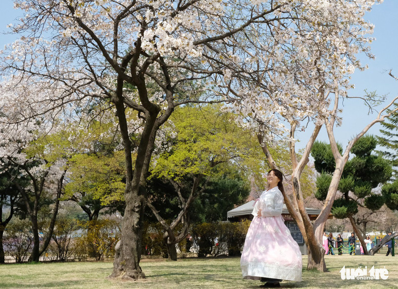 Hoa anh đào nở rợp trời hút hồn giới trẻ Seoul ảnh 10 hoa anh dao no rop troi hut hon gioi tre seoul