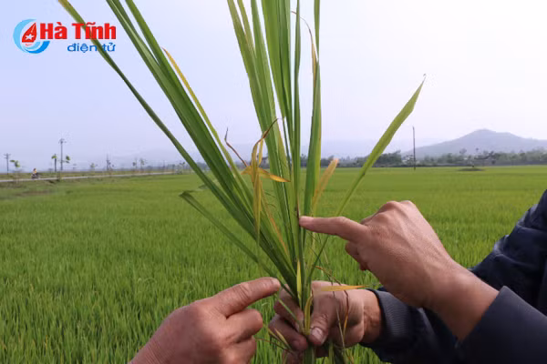 giong lua vtna2 vtna6 moi lua benh dao on co bong